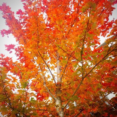 5-choses-qui-font-qu-en-fait-l-automne-c-est-pas-si-mal