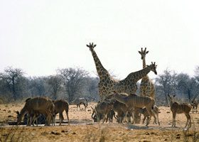 Afrique : Sauvage et civilisée à l'extrême - %%sitename%%