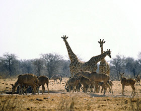 Afrique-du-Sud-sauvage-et-civilisee-a-l-extreme
