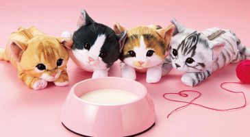 Ces trousses chat font fureur - %%sitename%%