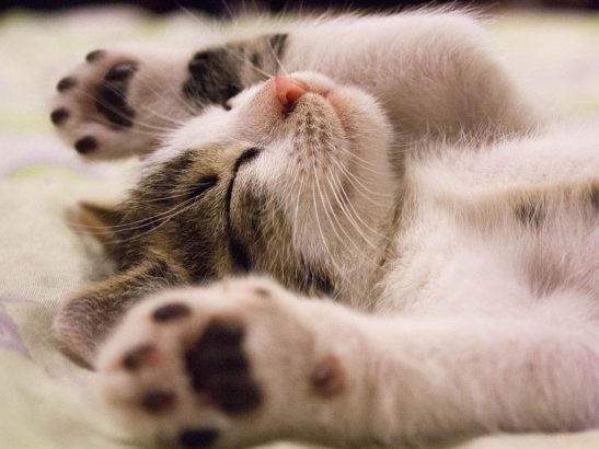 Cette-clinique-veterinaire-qui-recrute-un-calineur-pour-chats