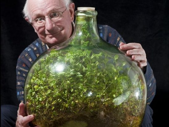 Cette-plante-est-enfermee-depuis-57-ans-dans-une-bouteille-et-n-a-ete-arrosee-qu-une-seule-fois