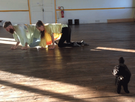 Cette-troupe-organise-des-spectacles-pour-animaux