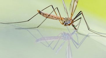 Comment éviter les piqûres de moustiques de manière naturelle