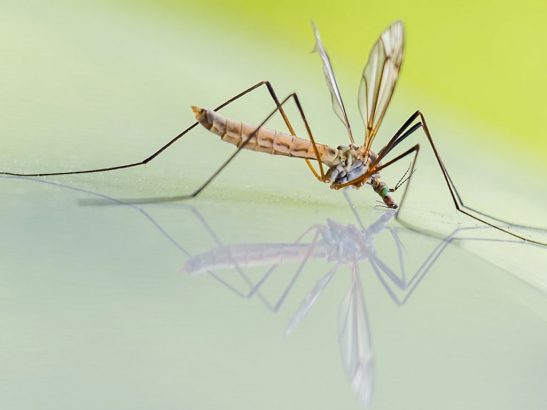 Comment-eviter-les-piqures-de-moustiques-de-maniere-naturelle