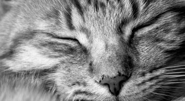 Comprendre le langage de votre chat - %%sitename%%