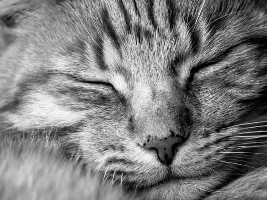 Comprendre-le-langage-de-votre-chat