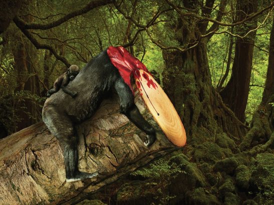 Deforestation-quand-on-sacrifie-des-arbres-on-sacrifie-les-animaux-sauvages
