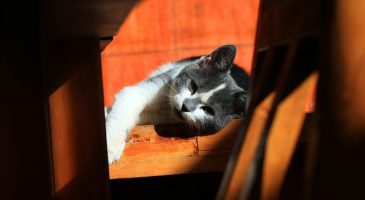 Depuis que j'ai un chat