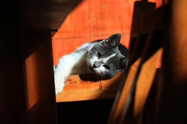 Depuis-que-j-ai-un-chat