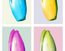 Endives-exquises-par-Anaims
