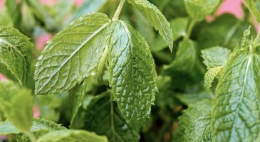 Guérir avec la menthe poivrée - %%sitename%%
