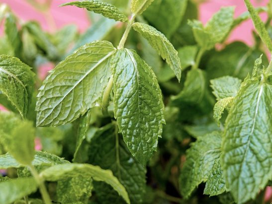 Guerir-avec-la-menthe-poivree