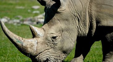 Horrible : un rhinocéros abattu dans le zoo de Thoiry pour sa - %%sitename%%