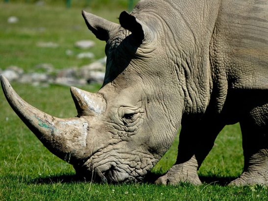 Horrible-un-rhinoceros-abattu-dans-le-zoo-de-Thoiry-pour-sa-corne