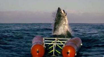 Inédit : le saut d'un requin blanc filmé comme jamais