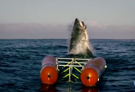 Inedit-le-saut-d-un-requin-blanc-filme-comme-jamais