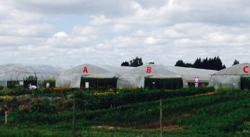 J'ai testé la cueillette à la ferme