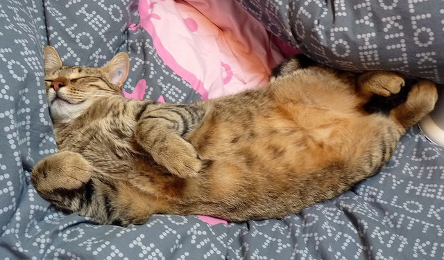 Je-suis-la-championne-de-la-procrastination