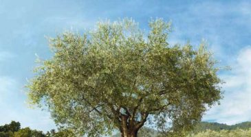L’Occitane en Provence, mon paradis beauté