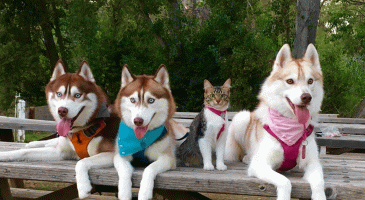 L’histoire de Rosie, le chat husky ! - %%sitename%%