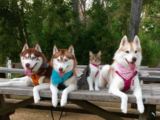 L-histoire-de-Rosie-le-chat-husky
