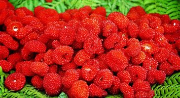 La Cétone de framboise : le nouveau produit minceur miracle ?