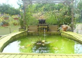 La magie champêtre d'un bassin  de plantes à portée de la main.