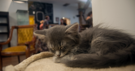 Le-Cafe-Chat-L-heureux-le-premier-bar-a-chats-de-Montreal