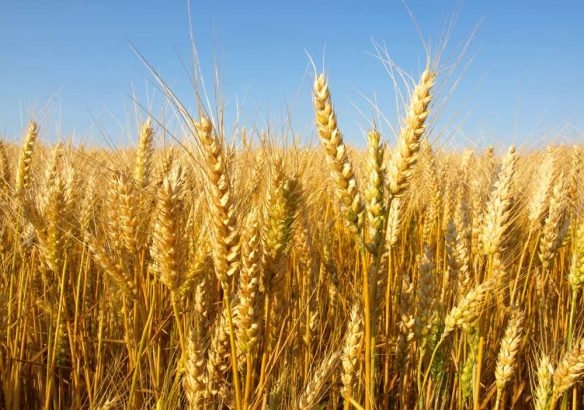 Le-nogluten-mode-ou-nouvelle-habitude-alimentaire