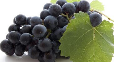 Le resveratrol, une solution anti-vieillissement 100% naturell - %%sitename%%