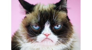 Les 5 chats les plus mignons de tout Internet - %%sitename%%