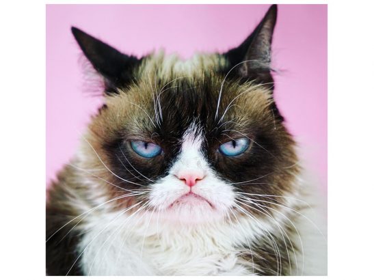Les-5-chats-les-plus-mignons-de-tout-Internet
