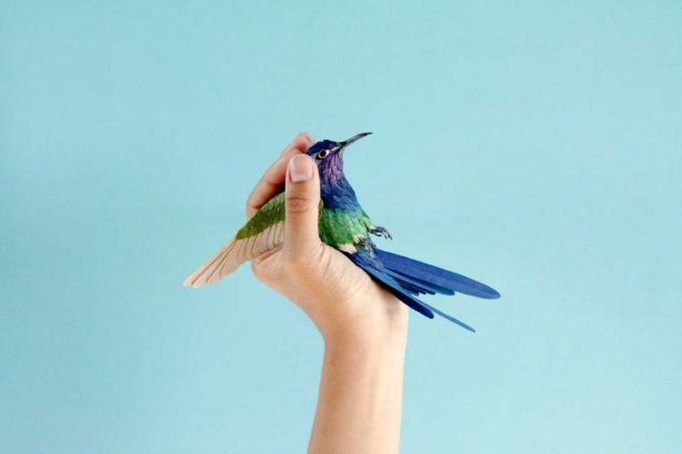 Les-sublimes-oiseaux-de-papier-de-Diana-Beltran-Herrera