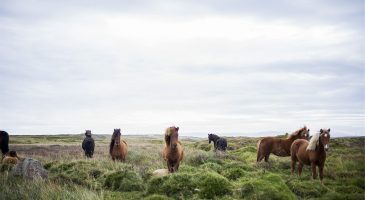 Mon rêve voyage du moment