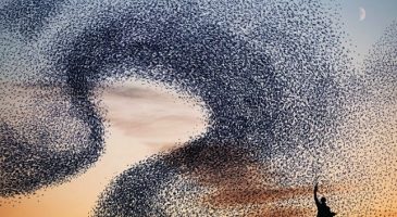 Nuées d'oiseaux, un spectacle simplement magique