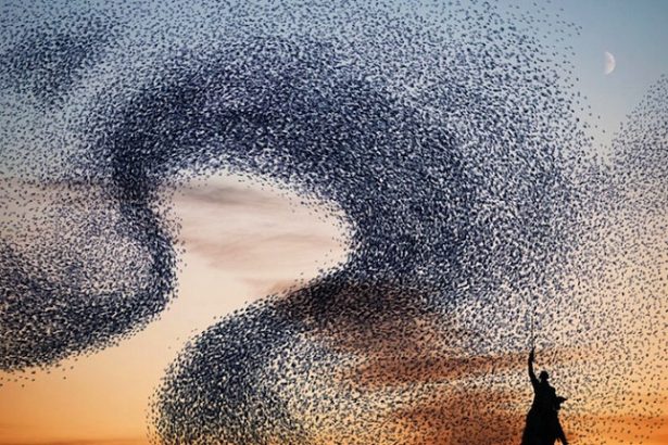 Nuees-d-oiseaux-un-spectacle-simplement-magique