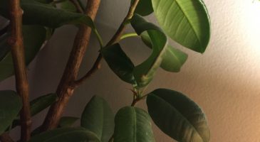 Plantes d'intérieur pour un air plus sain