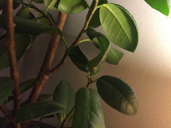 Plantes-d-interieur-pour-un-air-plus-sain