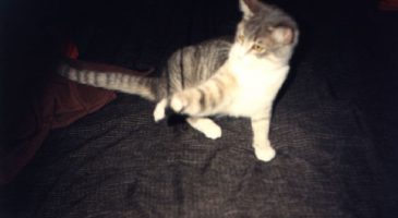Pourquoi je ne dois par prendre un chaton ! - %%sitename%%
