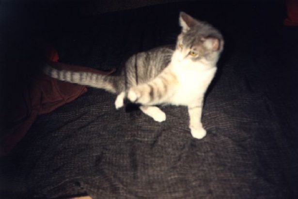 Pourquoi-je-ne-dois-par-prendre-un-chaton