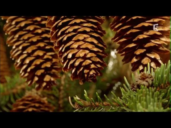 Quelques-minutes-de-beaute-pure