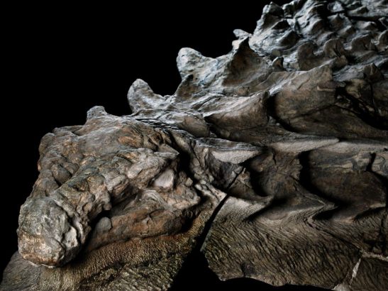 Un-fossile-de-dinosaure-incroyablement-bien-conserve-pour-ses-110-millions-d-annees