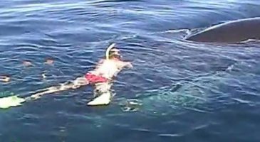 Un sauvetages de baleine des plus émouvants