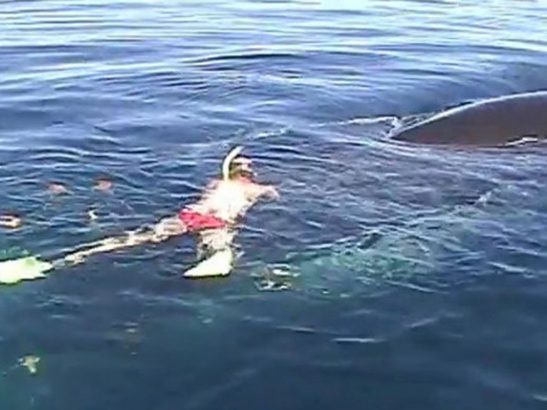 Un-sauvetages-de-baleine-des-plus-emouvants