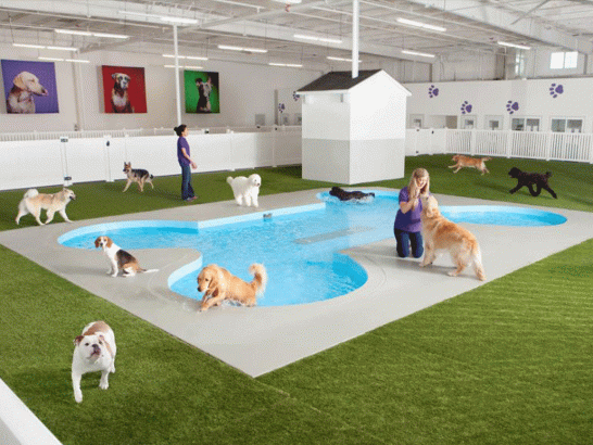 Un-terminal-aerien-pour-les-animaux