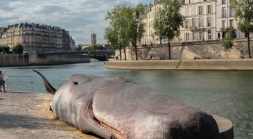 Une baleine échouée à Paris - %%sitename%%