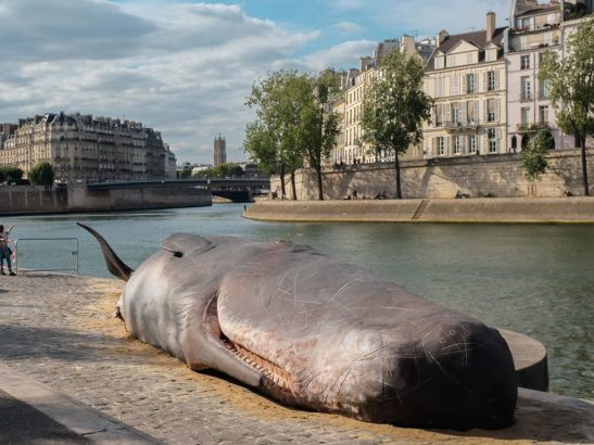 Une-baleine-echouee-a-Paris