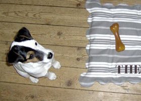Mes animaux raccord avec ma déco !