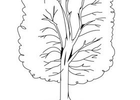 Coloriage : un arbre Coloriage arbre à imprimer - %%sitename%%